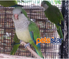 Monk Parakeet Info